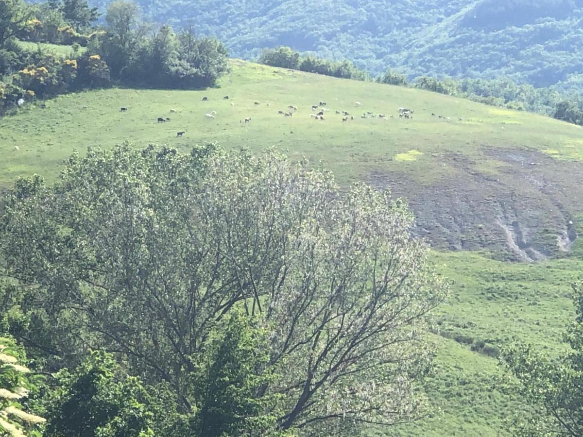 Agriturismo Il Covo Del Solengo Villa Valtopina Luaran gambar